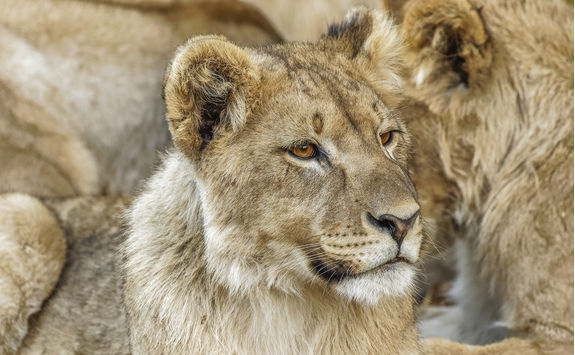 lion detail ongava namibia