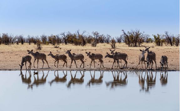 kudu herd waterhole