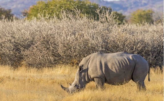 white rhino namibia