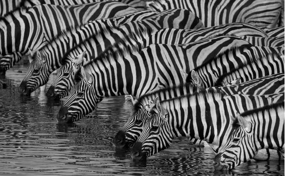 zebras drinking etosha