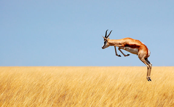 springbok jumping etosha