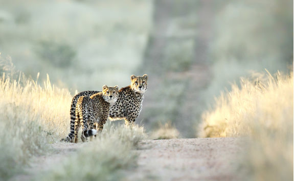 two cheetah