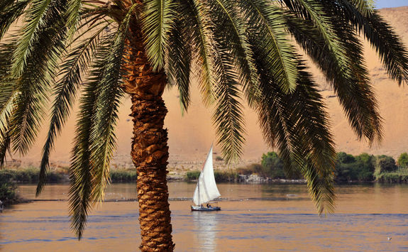 the nile view point behind palm tree