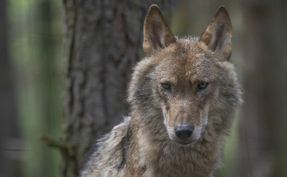 wolf forest