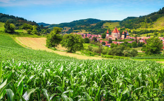 corn field outside bietan