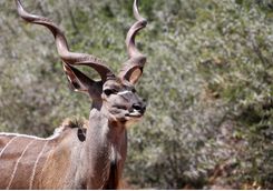 Antelope, South Africa