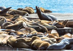Catch a glimpse of a sea lion colony