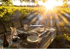 Sonoma Valley vineyard