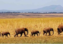 row of elephants walking