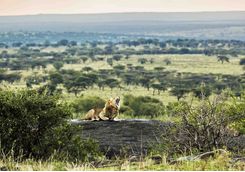 serengeti roaring lion