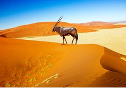 oryx sossusvlei