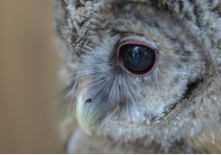 Owl cafe in Tokyo