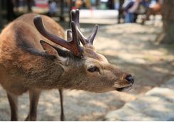 Deer on the island of Miyajima