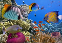 Tropical fish