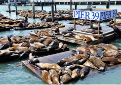 Pier 39