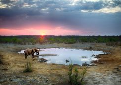 An elephant at a watering hole in Etosha