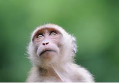 Macaque monkey