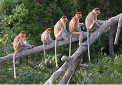 Proboscis Monkeys on tree