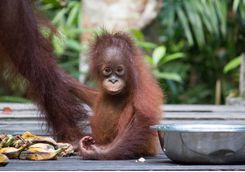A baby orangutan