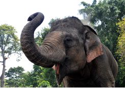 playful_elephant