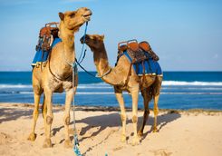 Camels at the Beach