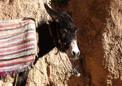 Donkey in the Atlas Mountains