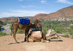 Atlas Mountains camel and view
