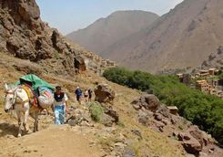 Atlas Mountains trekking donkeys