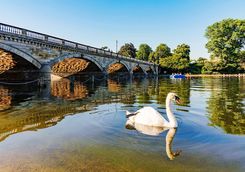 A swan in Hyde Park