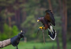 Falconry