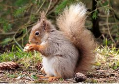 A red squirrel