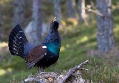 Cairngorms Wildlife