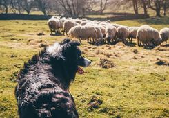 Sheepdog training