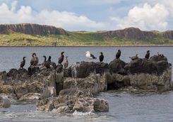 Seabirds