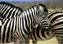 Close up of Zebra