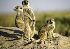 Group of meerkats