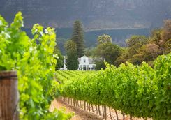 Franschoekk vineyard