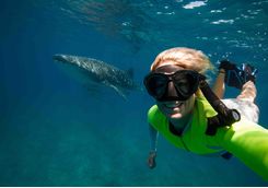 Snorkelling with a whale shark