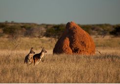 Kangaroos in the National Park