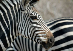 Zebra detail