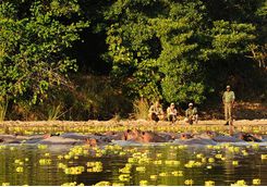 Walking safari at river
