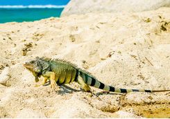 Iguana on the beach