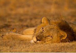 Reclining lion