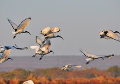 Block of birds flying