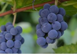 Bunch of red grapes