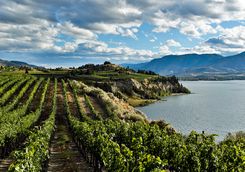 Okanagan Valley vineyard