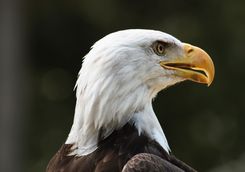 Close up of bald eagle