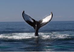 Whale's tail out of the water