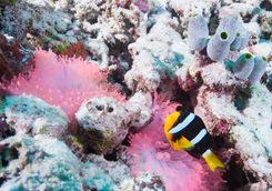Pink coral