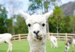 Close up of llama